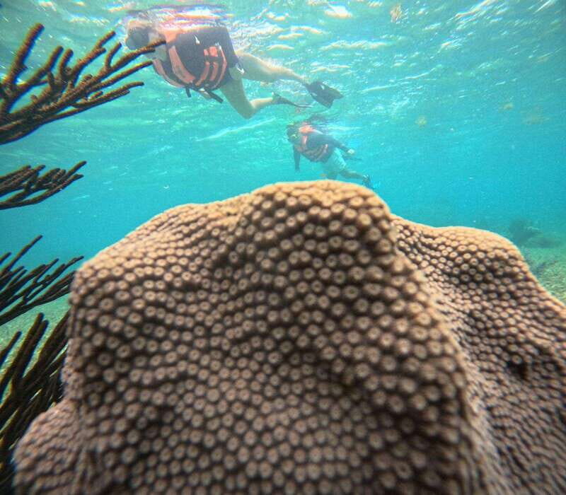 Cancun: Sea and Jungle Private Puerto Morelos Tour - An In-Depth Look at the Experience  