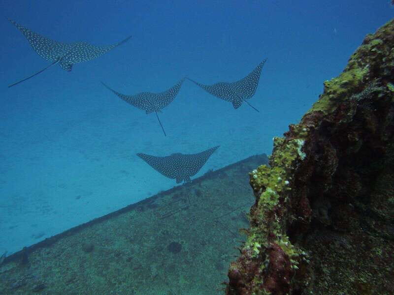Cancun: Shipwreck & Reef for Certified Divers - What to Expect from the Cancun Shipwreck & Reef Tour