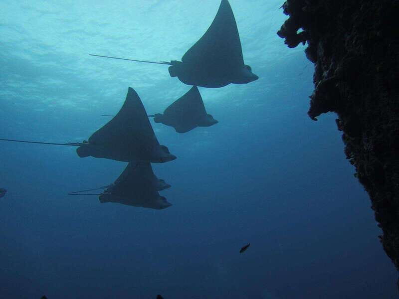 Cancun: Shipwreck & Reef for Certified Divers - The Value of This Tour