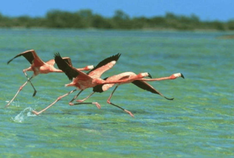 Cancun: Sian Ka'an Adventure and Dolphin Sightseeing - Exploring the Sian Kaan Biosphere in Comfort and Style