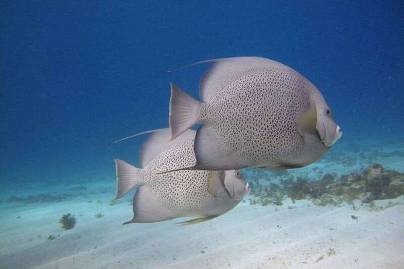 cancun-snorkeling-at-underwater-museum-manchones-reef