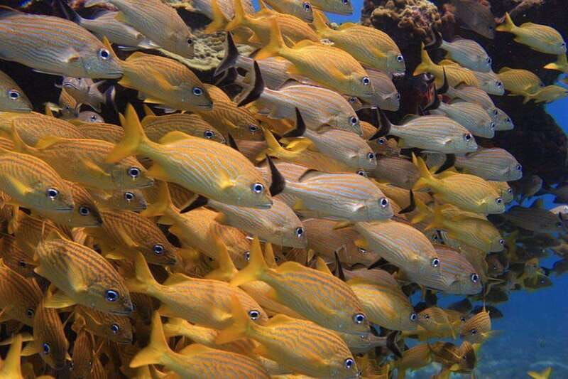 cancun-snorkeling-at-underwater-museum-manchones-reef
