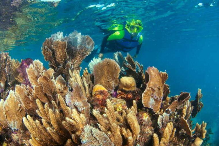 cancun-snorkeling-tour-at-musa-the-underwater-museum