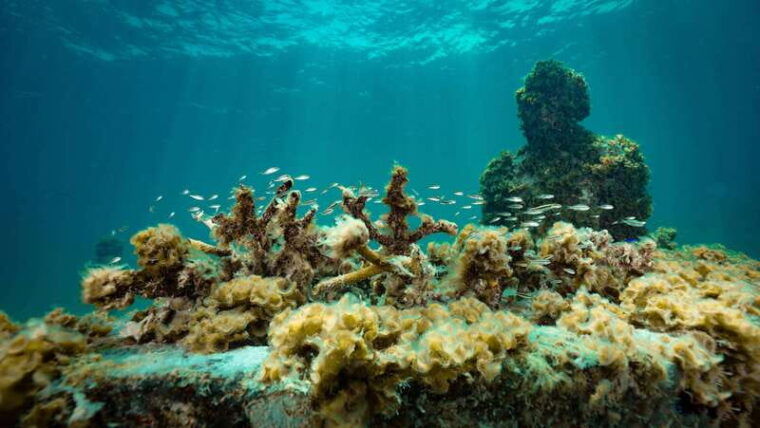 cancun-snorkeling-tour-at-musa-the-underwater-museum