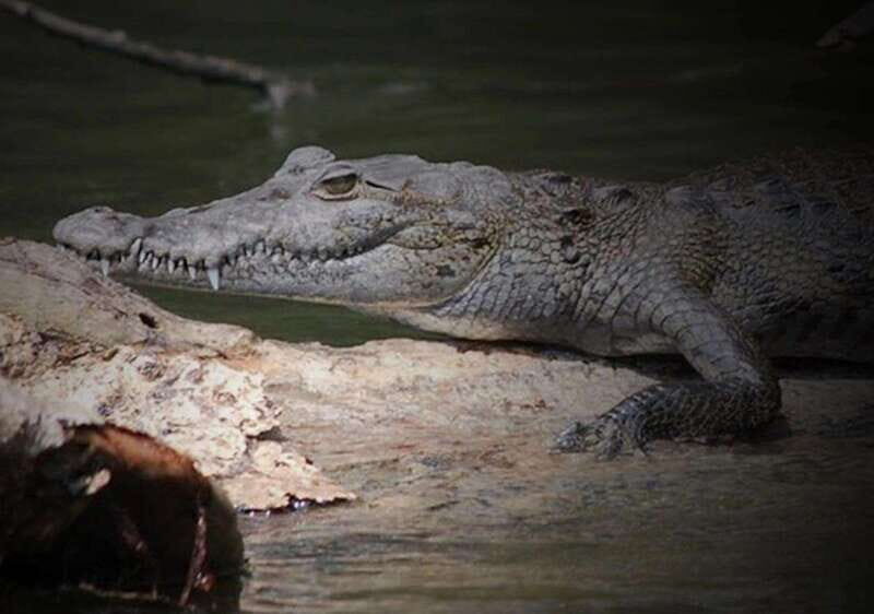 Cancun: Speedboat Adventure & Crocodile Sighting - What to Expect from the Speedboat & Crocodile Sighting Tour  