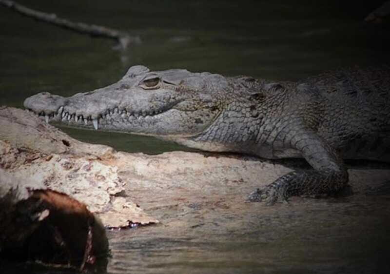 Cancun: Speedboat Adventure & Crocodile Sighting - Frequently Asked Questions  