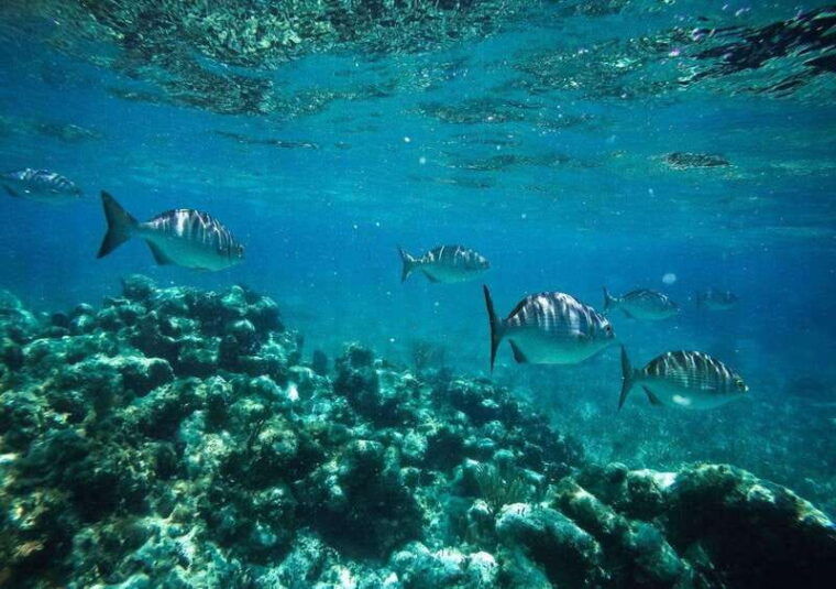 cancun-speedboat-ride-and-snorkeling-adventure