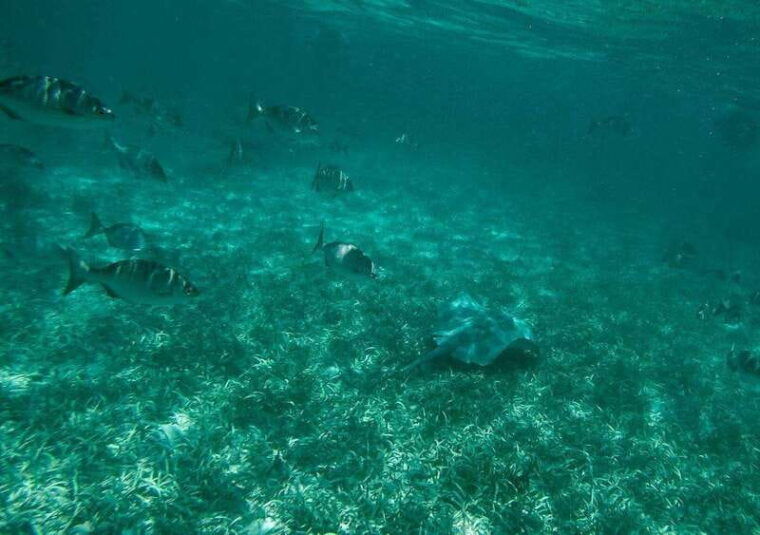 cancun-speedboat-ride-and-snorkeling-adventure