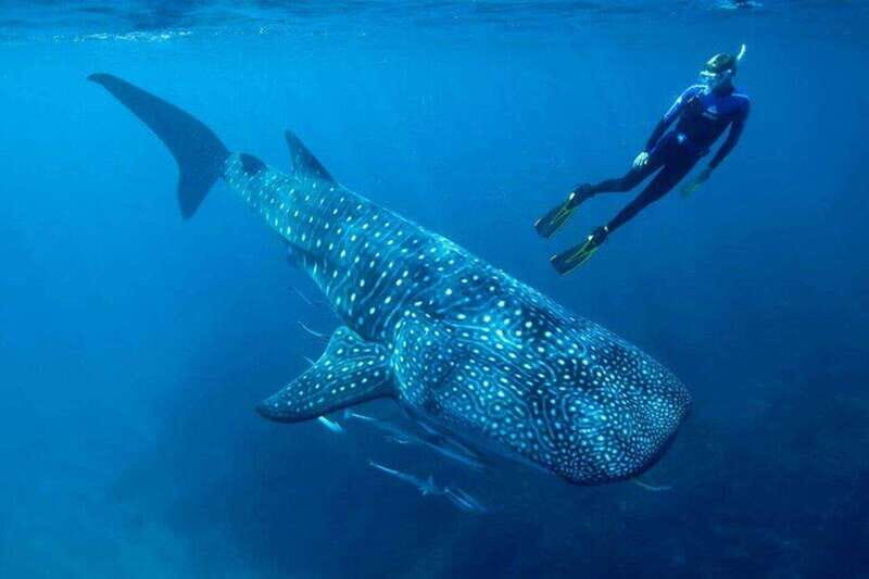 Cancun: Swim next to Whale Shark - An Overview of the Tour Experience