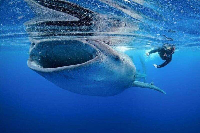 Cancun: Swim next to Whale Shark - The Practicalities of Snorkeling and Safety