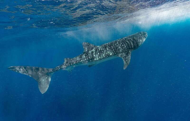 Cancun: Swim next to Whale Shark - The Itinerary in Detail