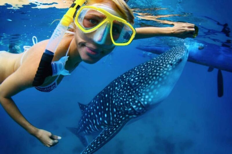 Cancun: Swim next to Whale Shark - Additional Considerations