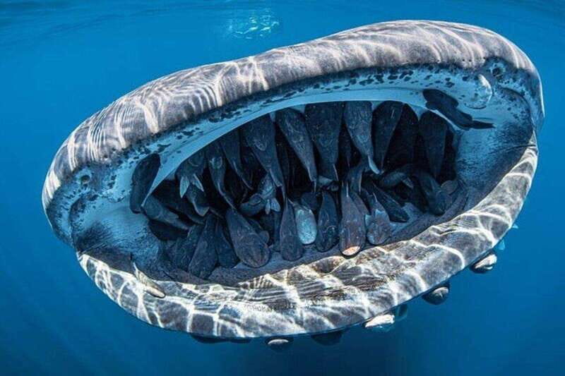 Cancun: Swim next to Whale Shark - Who Is This Tour Best For?