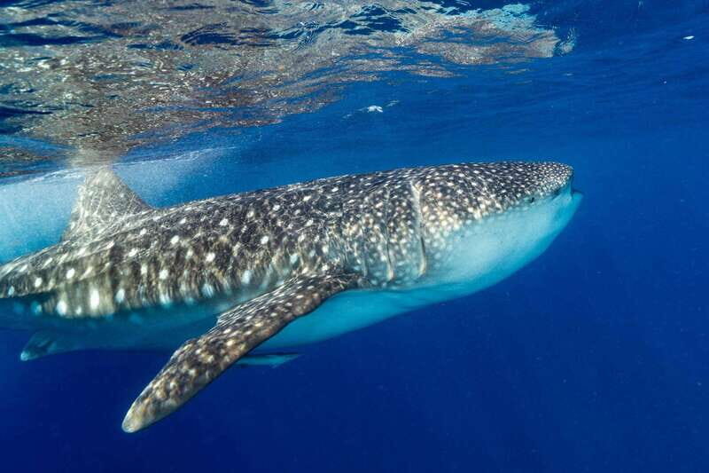 Cancun: Swim next to Whale Shark - The Sum Up