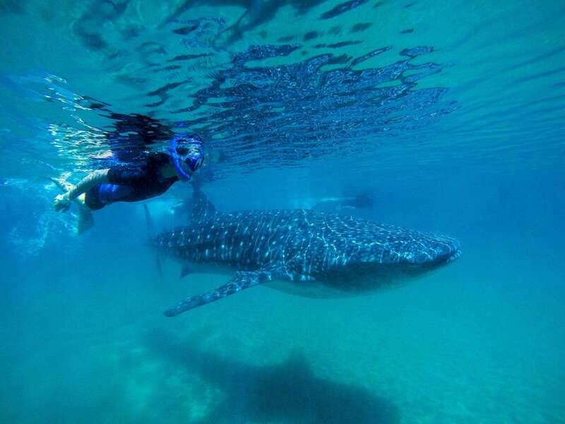 Cancun: Swim next to Whale Shark - FAQ