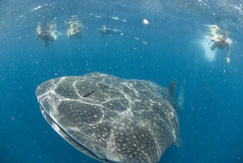 Cancún: Swim with Whale Sharks - Key Points  