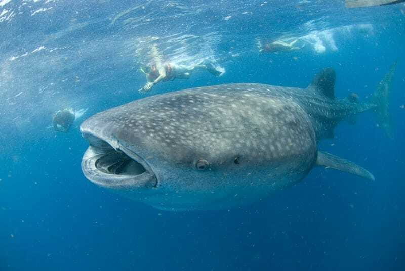 Cancún: Swim with Whale Sharks - An In-Depth Look at the Whale Shark Tour in Cancun