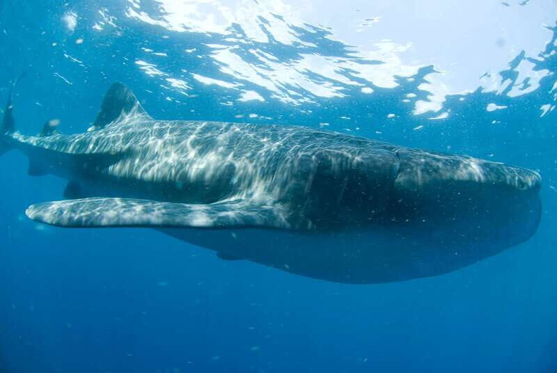 Cancún: Swim with Whale Sharks - Practical Tips for Your Trip