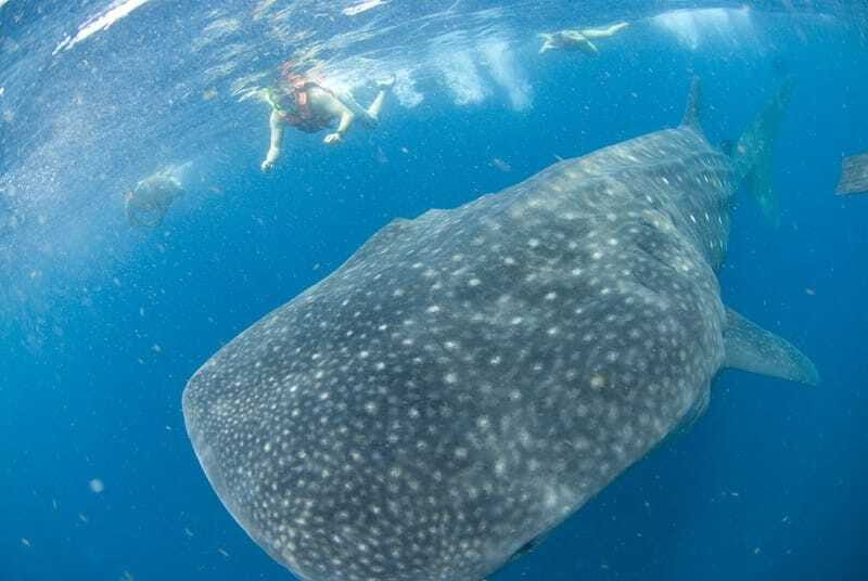 Cancún: Swim with Whale Sharks - FAQs