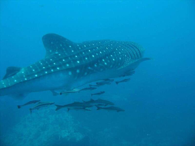 Cancun: Swim with Whale Sharks. Boat Tour, Isla Mujeres stop - In-Depth Review of the Experience