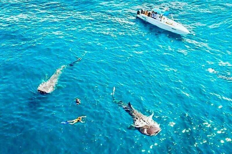 Cancun: Swim with Whale Sharks - Pickup and Journey