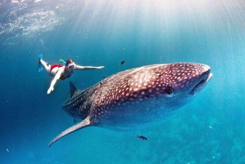Cancun: Swim with Whale Sharks - The Speedboat Adventure