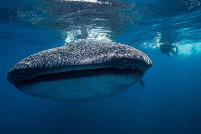 Cancun: Swim with Whale Sharks - Searching for Whale Sharks