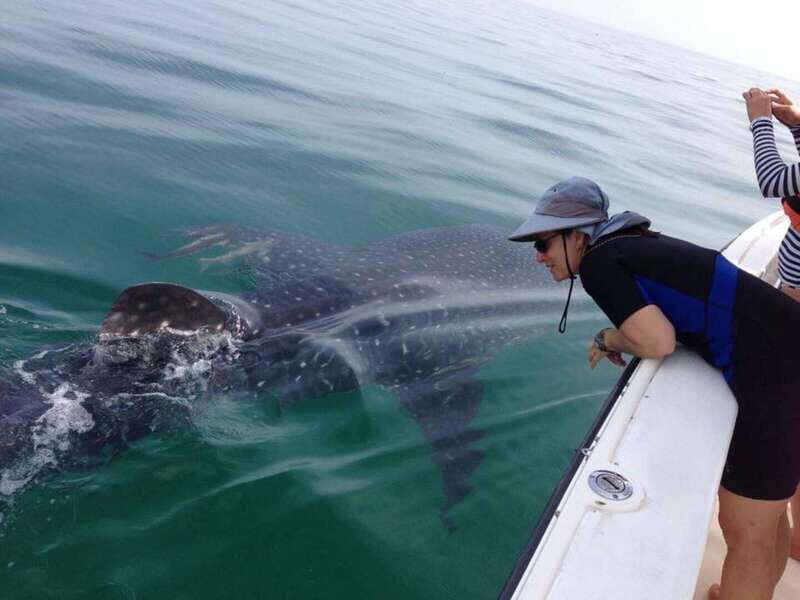 Cancun: Swim with Whale Sharks - Relaxing and Refreshing