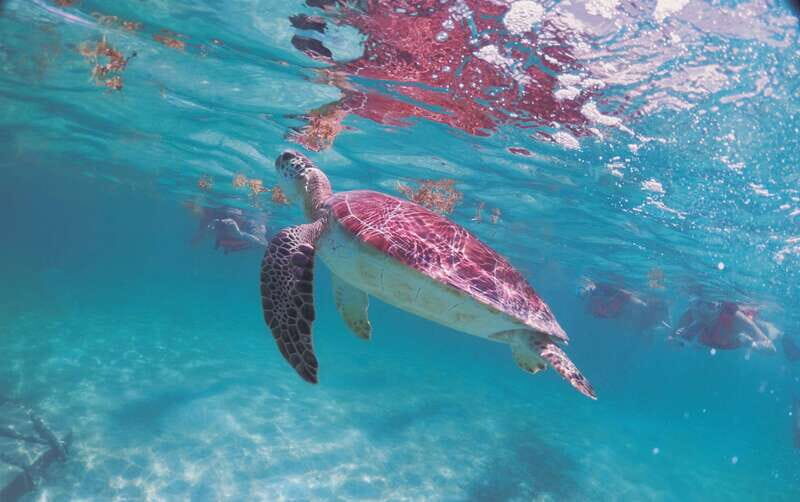 Cancun: Tulum Mayan Site & Snorkel with Sea Turtles, Akumal - Final Thoughts: Who Should Consider This Tour?
