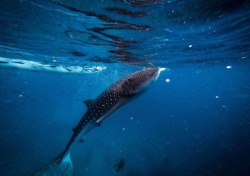 Cancun: Whale Shark encounter and snorkeling experience - Key Points