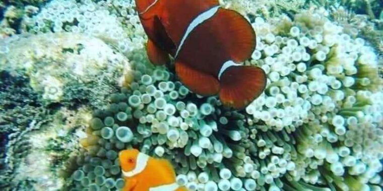 candidasa-best-of-snorkling-blue-lagoon-tanjung-jepun