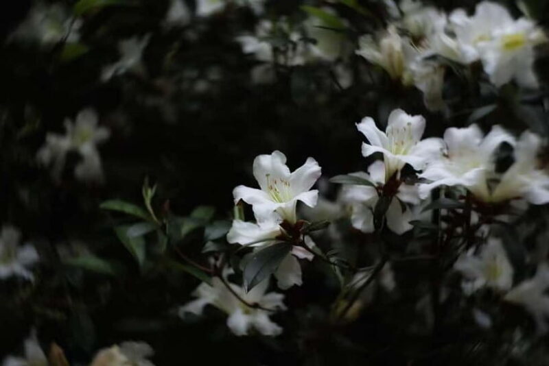 Cangshan Mountain: Mindful Hiking and Organic Homemade Food - Exploring the Experience: A Deep Dive