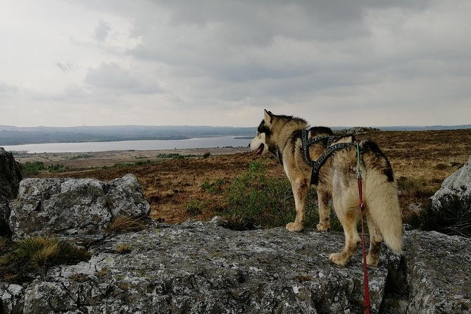 cani-rando-fun-and-original-hiking-pulled-by-huskies