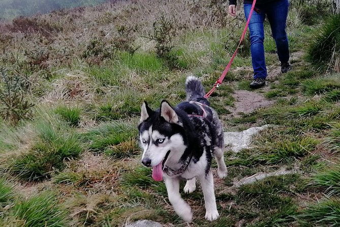 cani-rando-fun-and-original-hiking-pulled-by-huskies