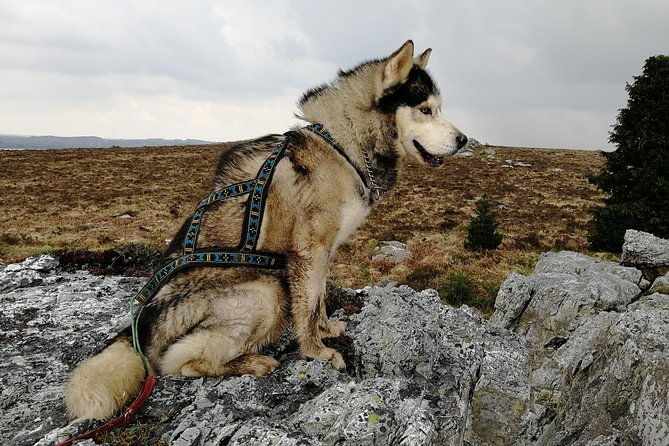 cani-rando-fun-and-original-hiking-pulled-by-huskies