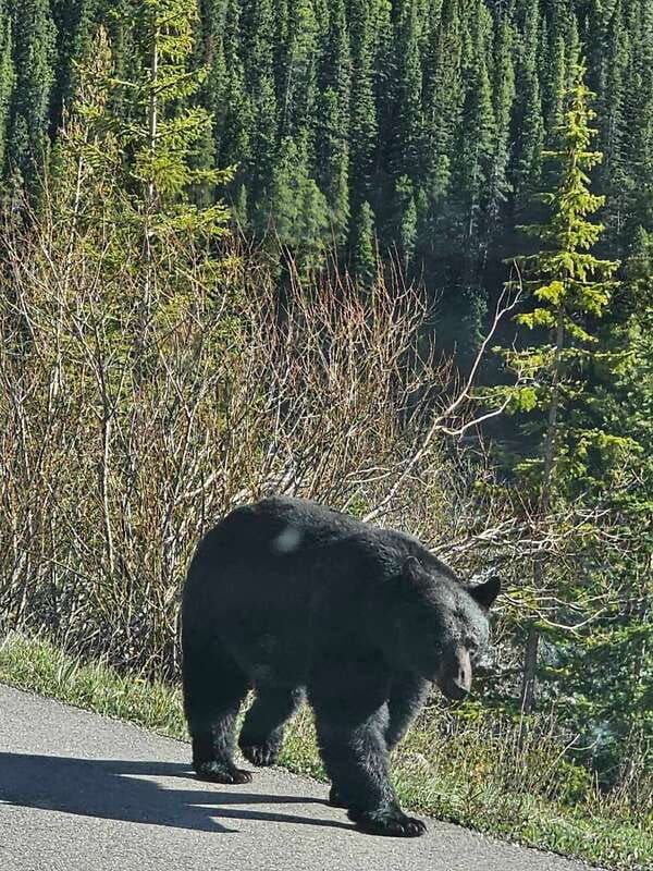 canmore-banff-columbia-icefield-skywalk-peyto-day-tour