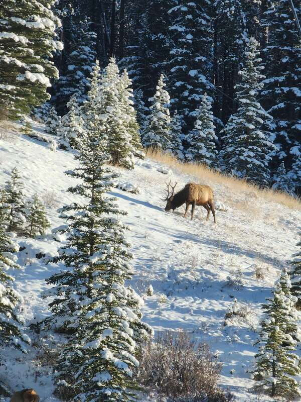 canmore-banff-explore-banff-wildlife