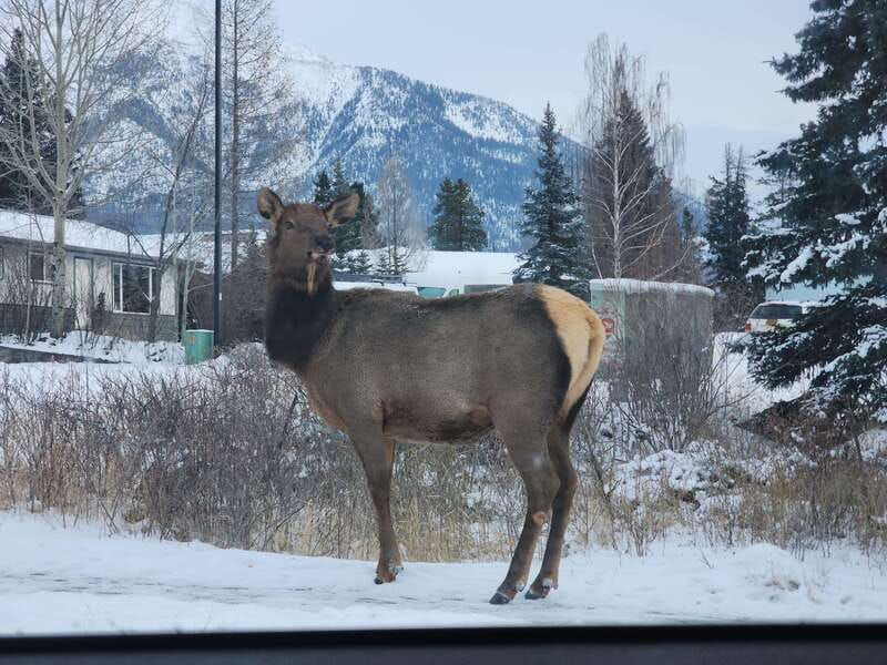 canmore-banff-explore-banff-wildlife