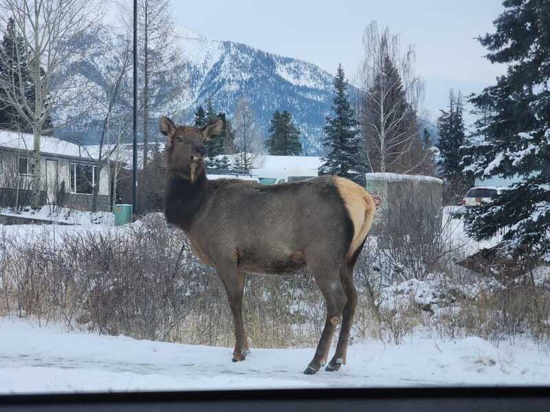 canmore-banff-explore-banff-wildlife