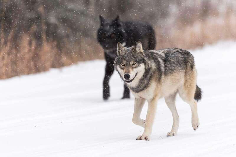 canmore-explore-winter-wildlife-tracks-2hr-nature-walk