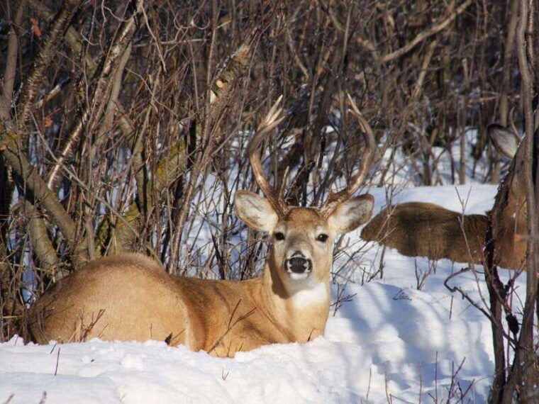 canmore-explore-winter-wildlife-tracks-2hr-nature-walk