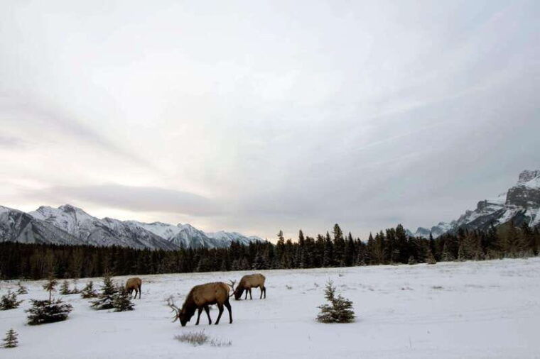 canmore-explore-winter-wildlife-tracks-2hr-nature-walk
