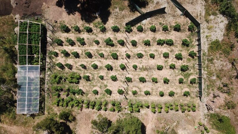 cannabis-experience-visit-to-crops-the-channels