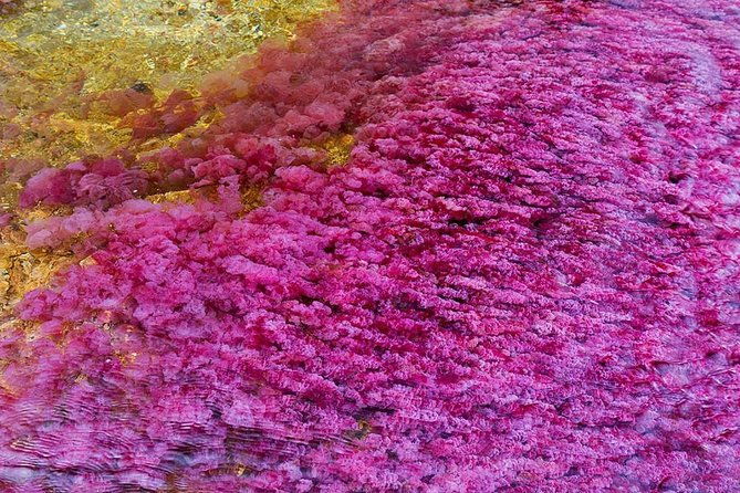 cano-cristales-jungle-4-day-trip-from-bogota