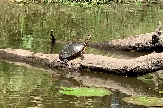 canoe-kayak-day-tour-of-mississippi-wildlife-fish-refuge