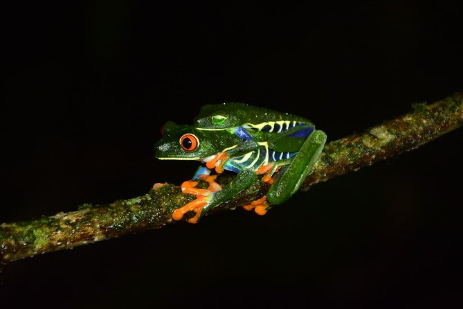 canopy-tour-tarzan-swing-night-walk