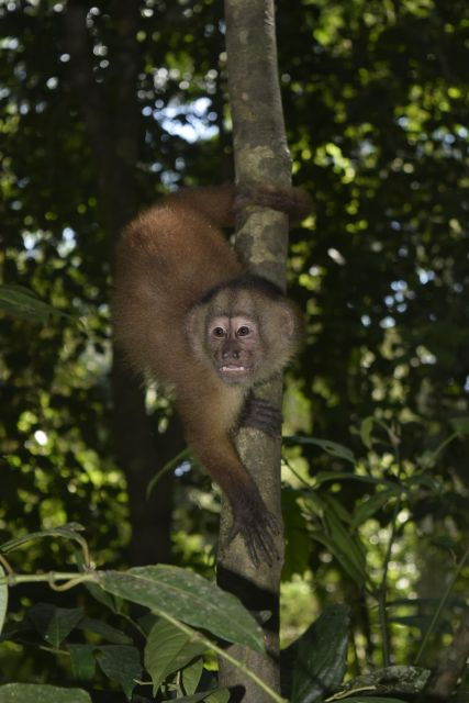 canopy-walk-and-monkey-island