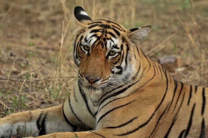 Canter Safari-Ranthambore National Park - The Realities of the Experience: What Travelers Say