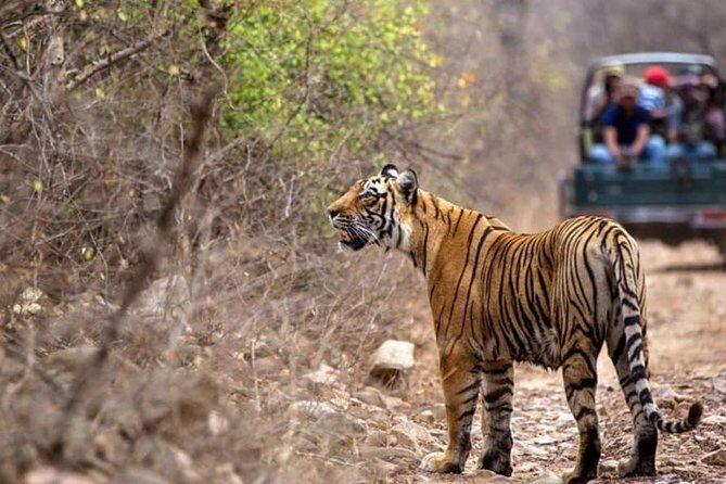 Canter Safari-Ranthambore National Park - Final Thoughts