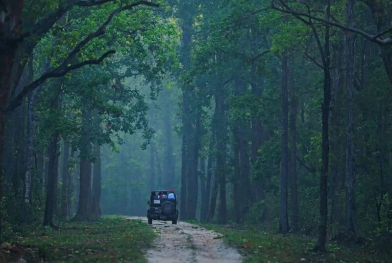Canter Safari: Skip-the-line Entry Ranthambore Tiger Reserve - The Pros and Cons of the Safari Experience